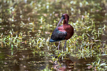 At distance, Glossy Ibises look uniformly dark, but a close look in good light reveals stunning colors: deep maroon, emerald, bronze, and violet. This long-legged, long-billed bird forages in flocks.
