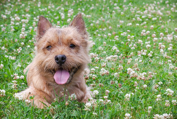 A small dog (Norwich Terrier) lies on the green grass and looks at the camera.
