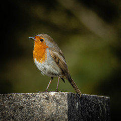 European robin on a wall