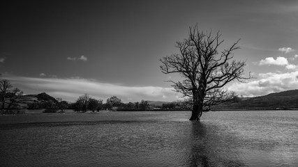 Lone tree in the flooded Towy Valley