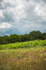 Obraz premium Champ de maïs en été