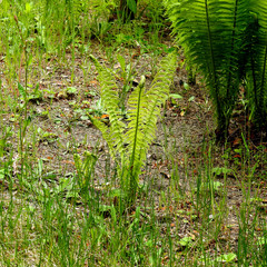 roślina paprotnik paproć rosnąca w lesie kolo miejscowości folwarki tylwickie na Podlasiu w Polsce  © Jacek Sakowicz