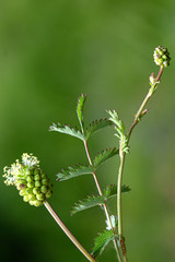 Background image of various colored flower fields