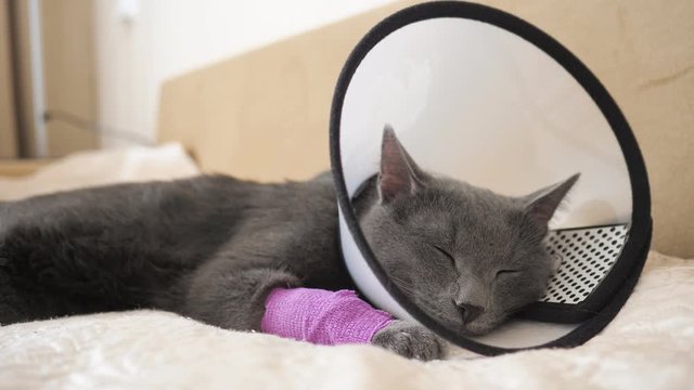 Beautiful cat in a veterinary collar sleeps on the bed closeup.