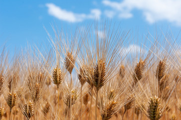 Fototapeta premium 六条大麦