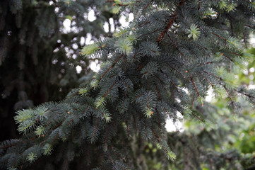 pine tree branches