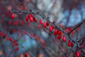 Berberis, commonly known as barberry close up shot. A branch of barberry with red leaves. Floral background. Autumn atmosphere. Warm colors. Nature pattern.