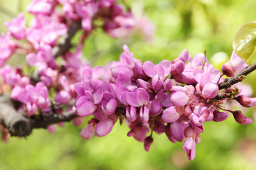 Beautiful blooming eastern redbud outdoors on sunny spring day, closeup