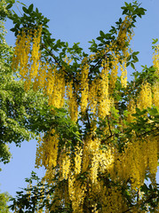 Common laburnum bush with yellow flowers scenic - obrazy, fototapety, plakaty