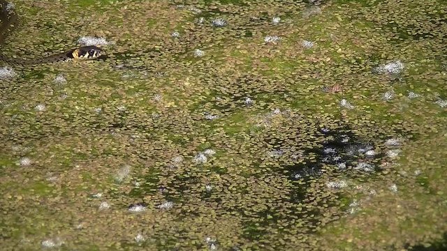 Young grass snake swimming in a pond covered with duckweed, natrix natrix or Ringelnatter