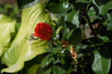 A small rose flower with coral petals. Home flowers.