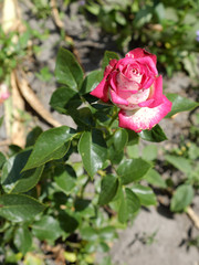 Little rose flower with pink petals. Home flowers.