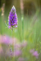 Wild Orchids, they are really so attractive. Photographed with a vintage lens.