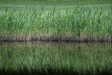 Schilfgras spiegelt sich im Wasser