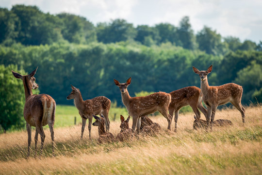 Troupeau de daims et de biches dans une prairie