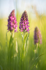 Obraz premium Wild Orchids, they are really so attractive. Photographed with a vintage lens.