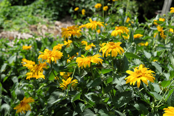 Arnica mountain. A bush of beautiful yellow flowers. Medicinal plant.