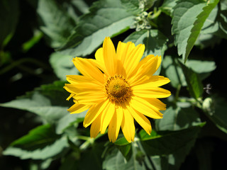 Arnica mountain, close-up. One beautiful yellow flower.