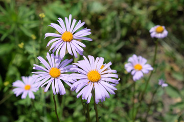 Daisies with purple petals. Little beautiful flowers.