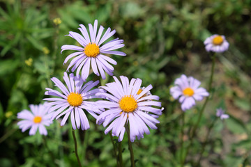 Obraz premium Daisies with purple petals. Little beautiful flowers.