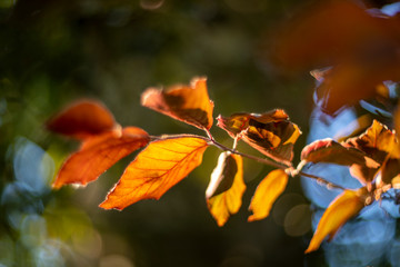 Young leaves of a red beech, photographed with a vintage lens