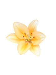 Lily flower close-up. A large flower with cream colored petals. Isolated on a white background.