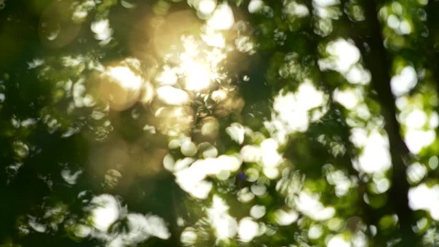 Summer concept of abstract blurred background. Sun getting through trees foliage. Slow motion shot