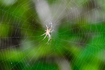 Wild spider ready for action