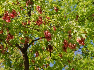 Box elder tree with fresh winged seeds at spring