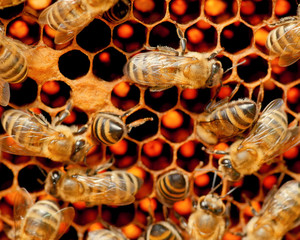 Honey Bee Macro Photography (Honey Hive)