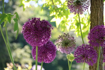  Zauberhafte Blüten von  Allium giganteum im Garten 