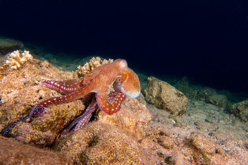 Wild Octopus exploring the reef