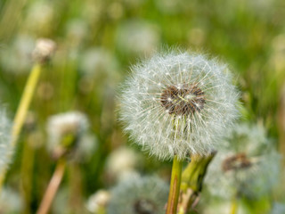 dandelion seed head or flower during springtime
