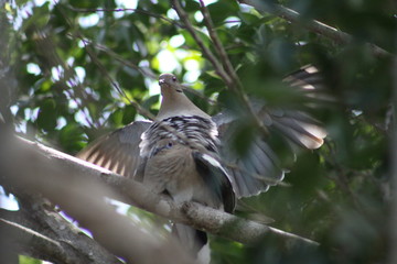 pareja de palomas tuneras en pleno romance 
