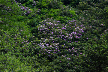 Background image of various colored flower fields