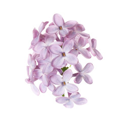 Fototapeta premium Beautiful violet lilac blossom isolated on white
