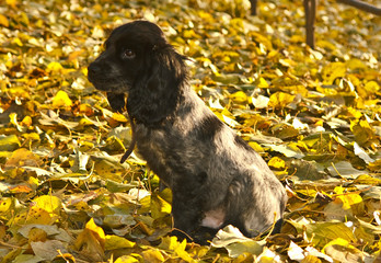cocker spaniel