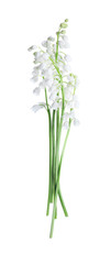 Beautiful lily of the valley flowers isolated on white