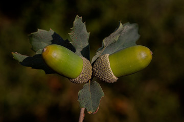 The acorn or Kermes oak, Quercus coccifera, is an oak from the Quercus Cerris section.
