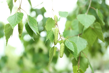 Closeup view of birch with fresh young leaves and green catkins outdoors on spring day