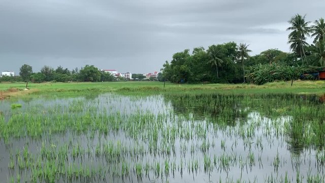 Rizi&egrave;re &agrave; Hoi An, Vietnam