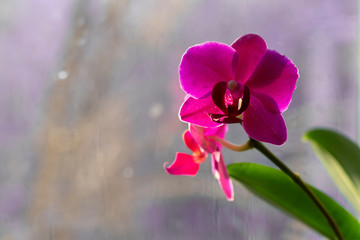 Vivid orchid flowers at windowsill in daytime light. Tropical flowers as decor for office or home. Concept of cozy home.