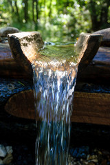 source of clean water in the forest