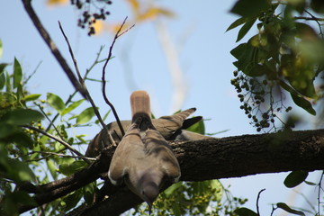 pajaros desde mi ventana 