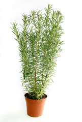rosemary herb as green potted plant close up