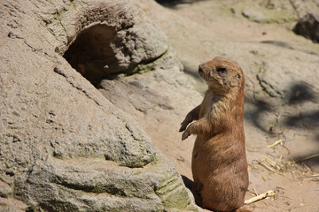 Pr&auml;riehund macht M&auml;nnchen