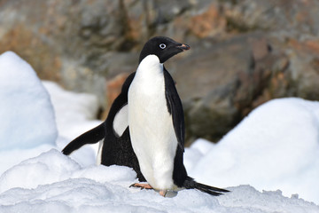 Adelie penguins (Hope Bay, Antarctica)