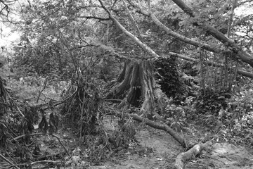 A fallen tree and an old tree trunk in the Forest in Horley, Surrey.