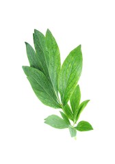 Fresh leaves of peony plant isolated on white