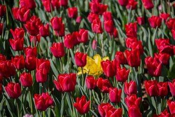 Traditional Tulip Festival at Emirgan Park in Sarıyer district of Istanbul. Colorful tulips of Emirgan Park.